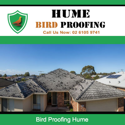 Severe bird infestation on Hume residential roof requiring urgent professional bird proofing services
