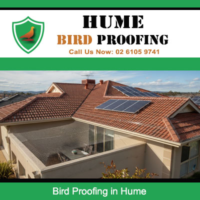 Hume bird proofing services showing protective mesh over solar panel areas